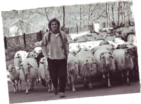 Berger avec ses brebis