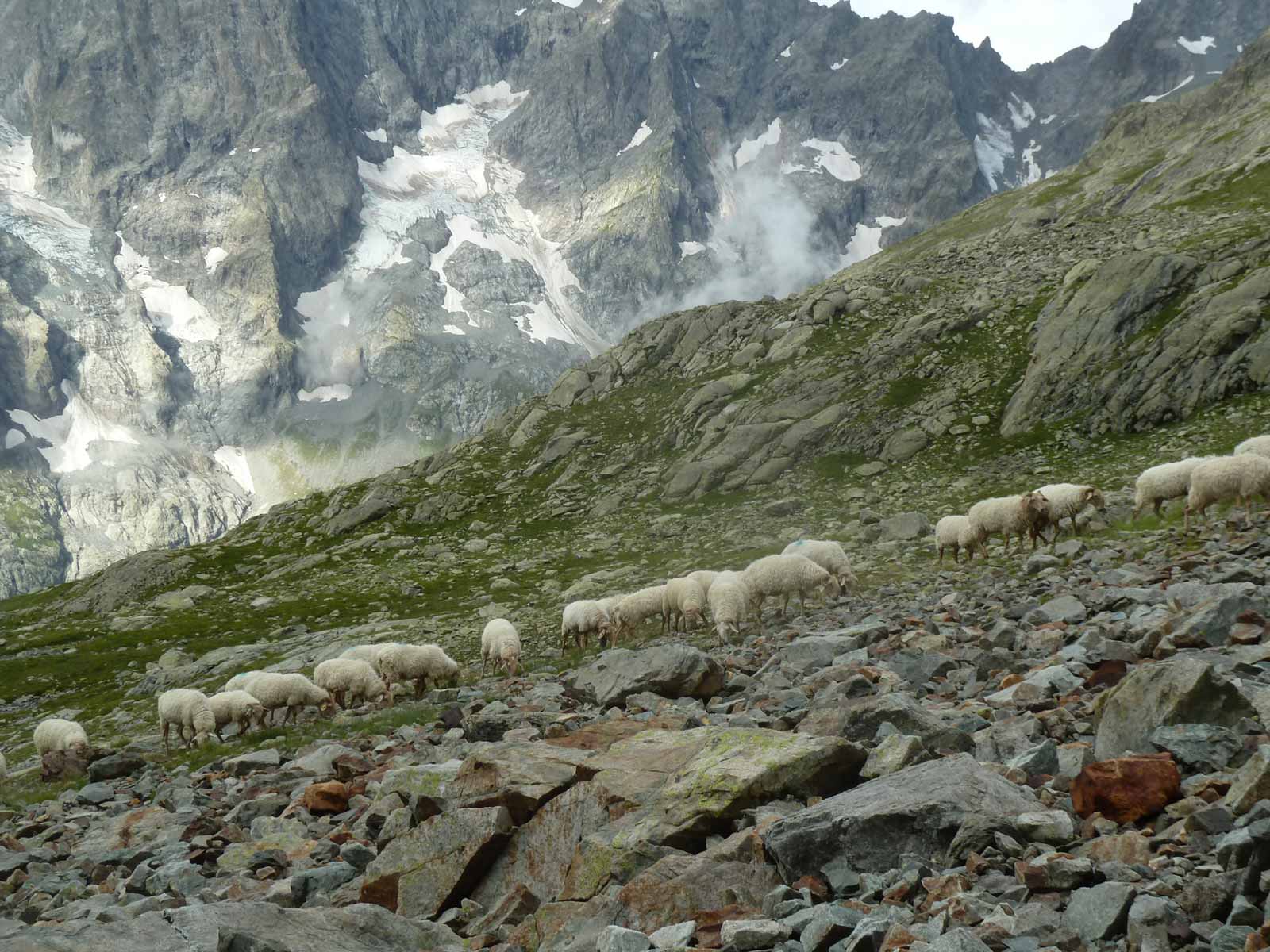 Brebis en alpages